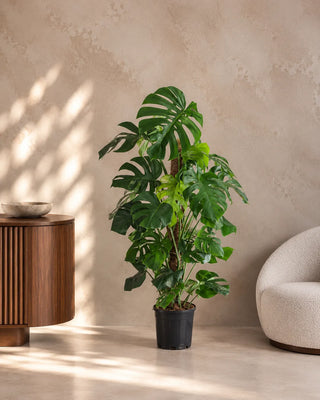 Monstera Climber in nursery pot, 110-130cm
