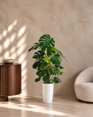 Monstera Climber in white Luma Tall Glossy planter, 110-130cm