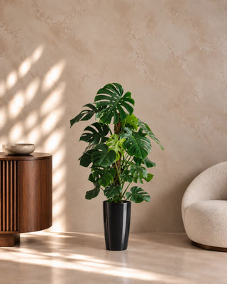 Monstera Climber in black Luma Tall Glossy planter, 110-130cm