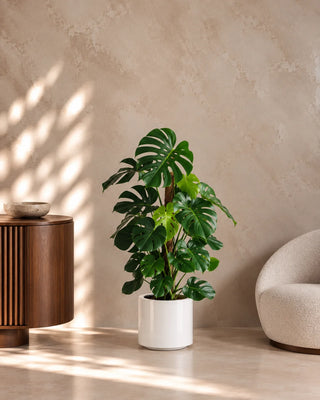 Monstera Climber in white Nia Glossy planter, 110-130cm
