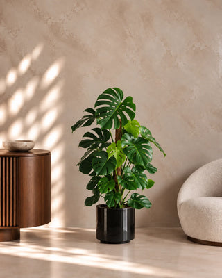 Monstera Climber in black Nia Glossy planter, 110-130cm