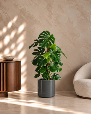 Monstera Climber in grey Nia Glossy planter, 110-130cm