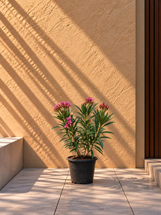 Oleander, product photo 1