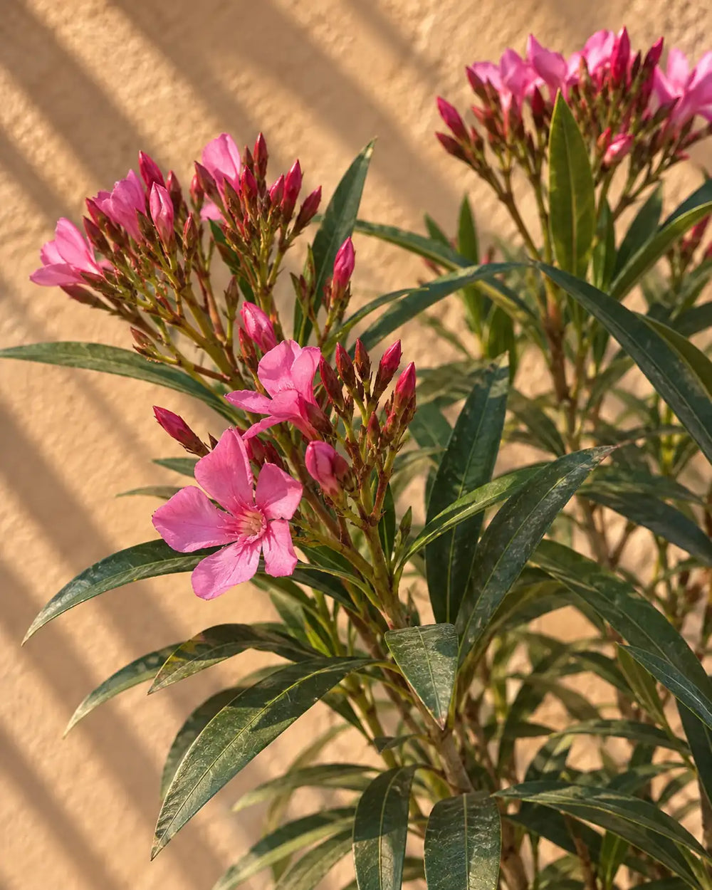 Oleander — Nerium Oleander