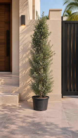 Olive Tree Cone, product photo 1