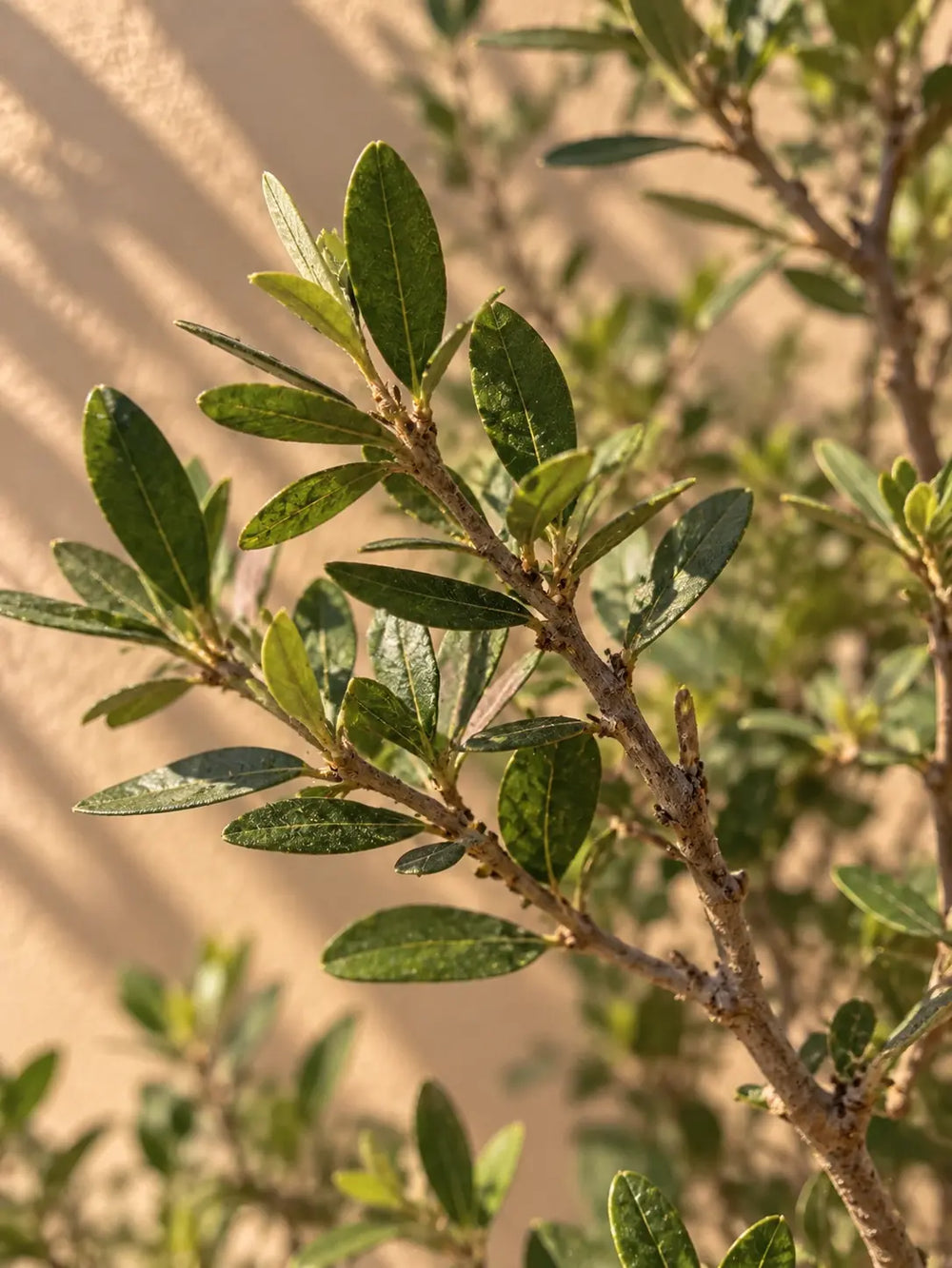 Pomegranate Tree — Punica Granatum