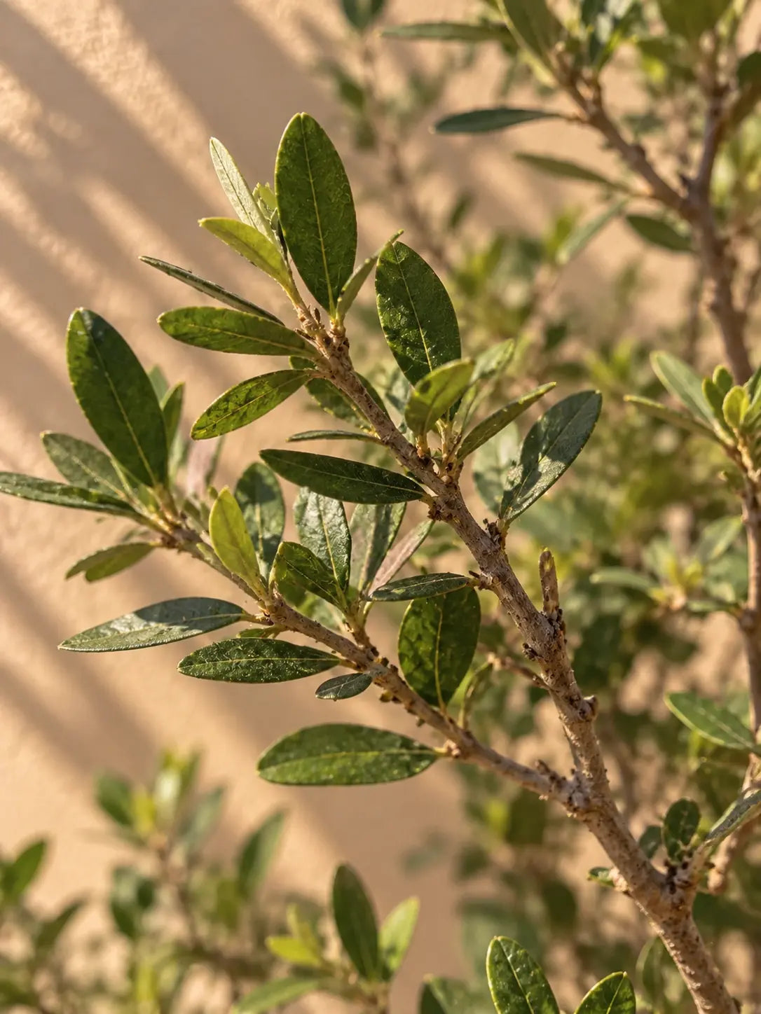 Pomegranate Tree — Punica Granatum