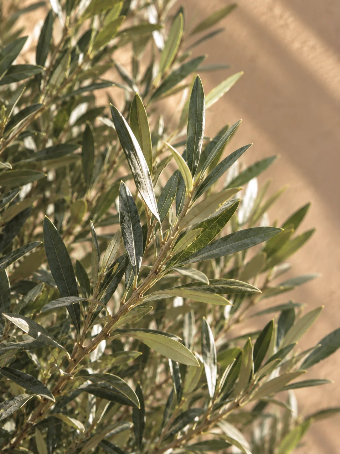 Olive Tree