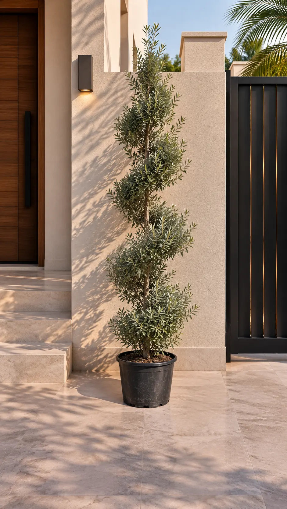 Spiral Olive Tree - Nursery Pot