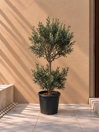 Olive Tree Double Head, product photo 1