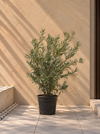 Olive Tree, product photo 6