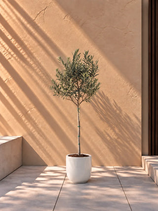 Olive Tree in white Luma Glossy planter, 70-100cm