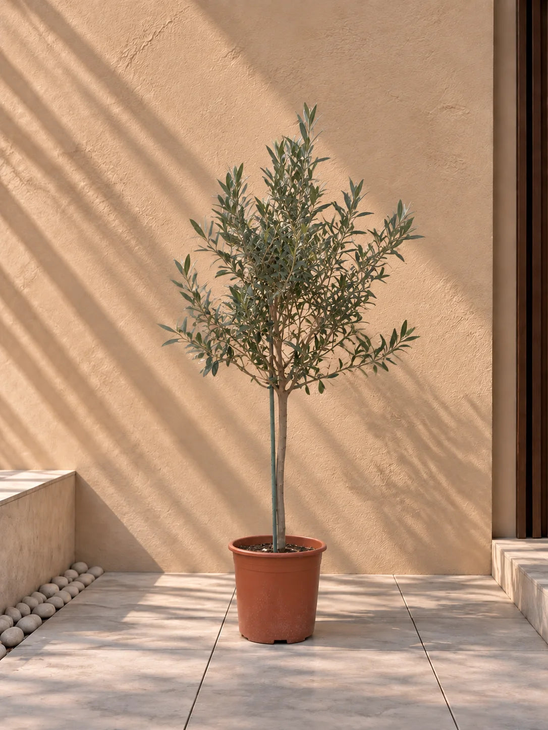 Olive Tree