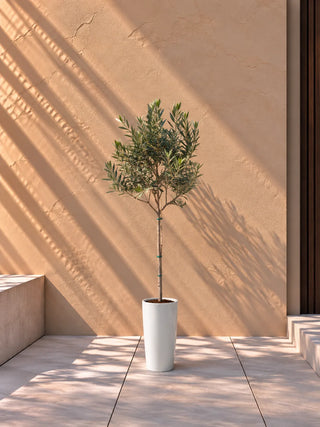 Olive Tree in white Luma Tall Glossy planter, 70-100cm