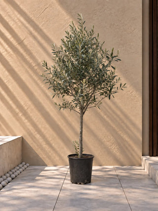 Olive Tree, product photo 24