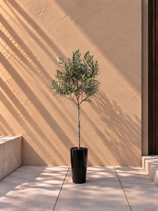 Olive Tree in black Luma Tall Glossy planter, 70-100cm