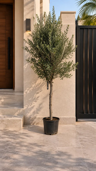 Olive Tree, product photo 15