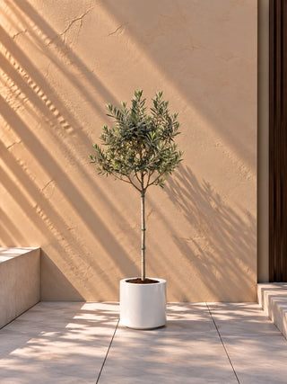 Olive Tree in white Nia Glossy planter, 70-100cm
