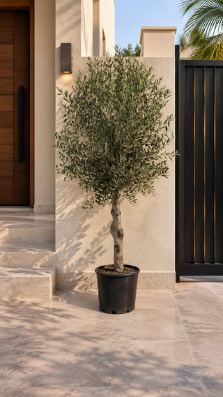 Olive Tree in grey Nia Glossy planter, 170-200cm