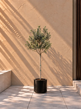 Olive Tree in black Nia Glossy planter, 70-100cm