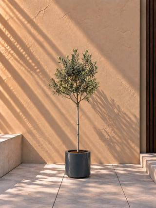 Olive Tree in grey Nia Glossy planter, 70-100cm