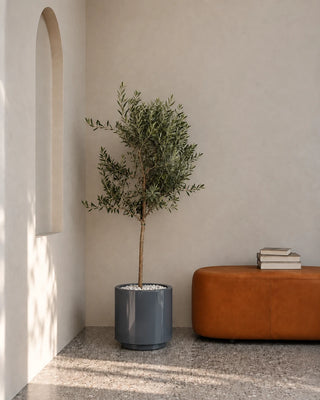 Olive Tree in grey Nia Glossy planter, 150-170cm