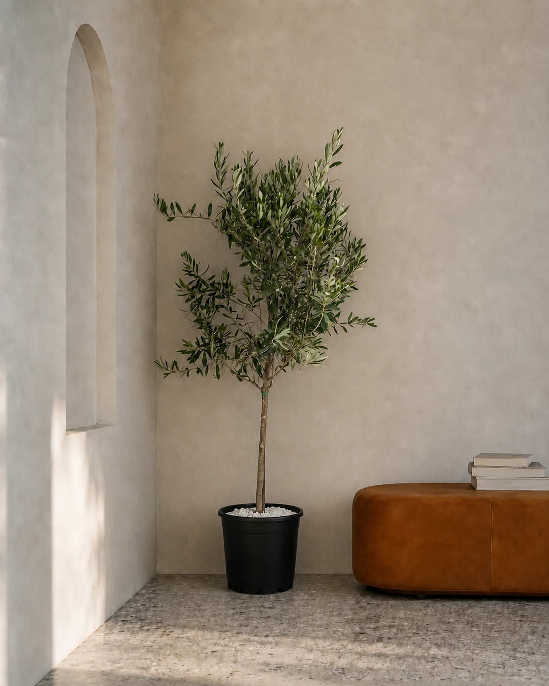 Olive Tree