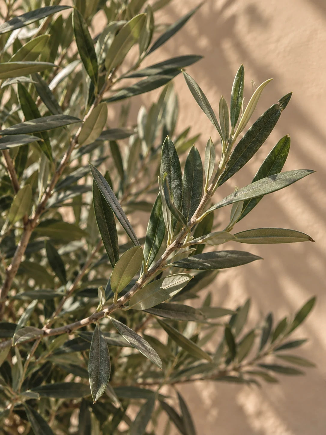 Olive Tree