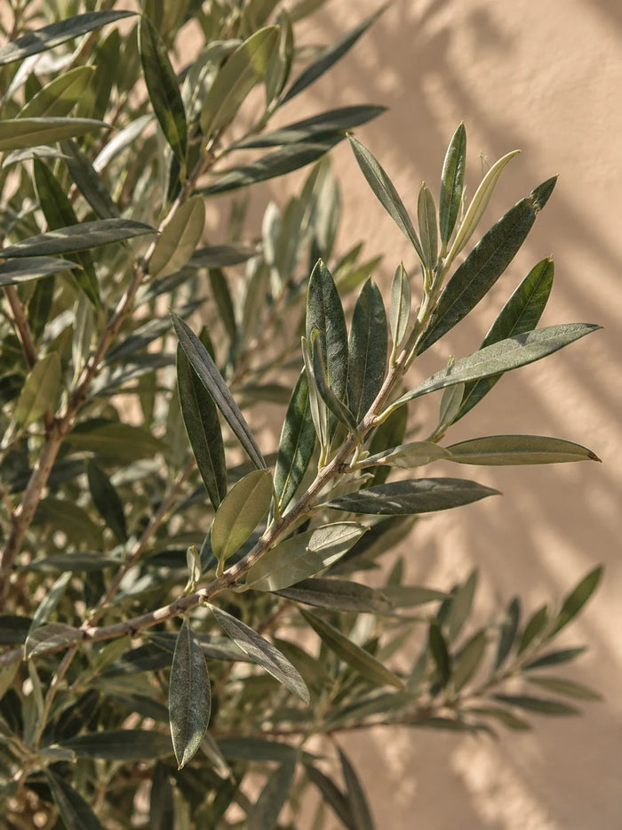 Olive Tree