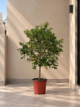 Kumquat - Citrus Japonica, product photo 1