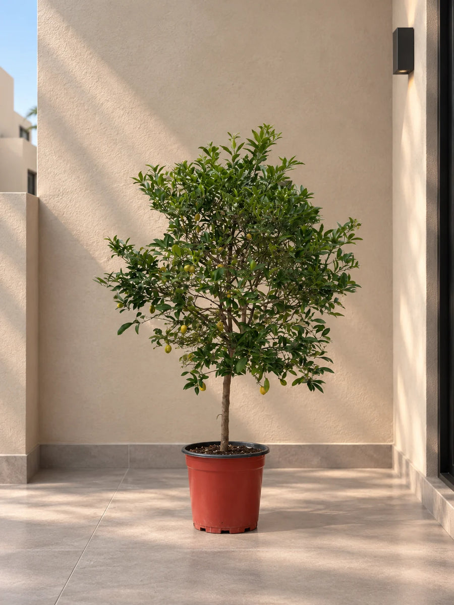 Large