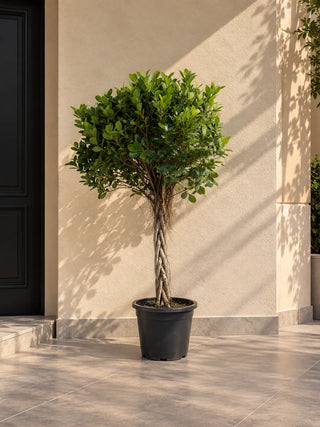 Twisted Ficus Head, product photo 1