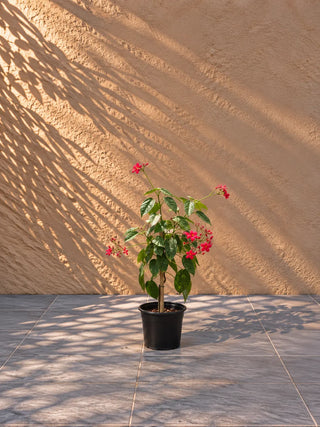 Jatropha, product photo 2
