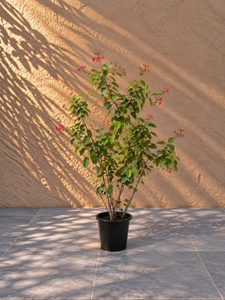 Jatropha, product photo 3