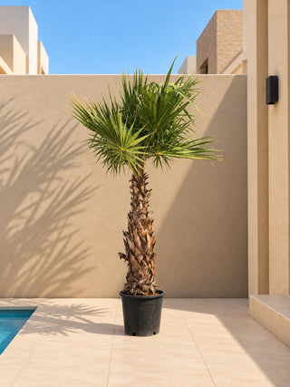 Washingtonia Palm, product photo 2