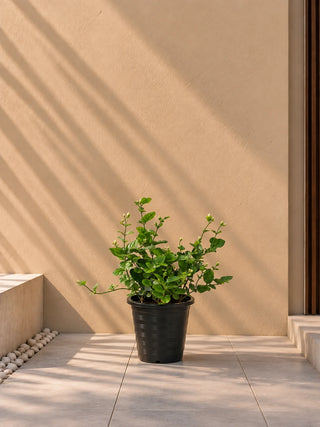 Arabian Jasmine - Sambac, product photo 1