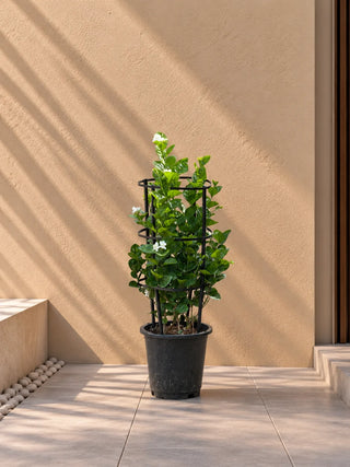 Arabian Jasmine - Sambac, product photo 2