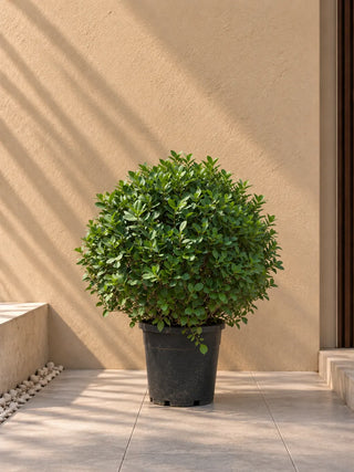 Ficus Ball in nursery pot, 60-70cm