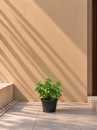 Mint, product photo 1