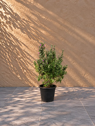 Texas Sage - Leucophyllum, product photo 2