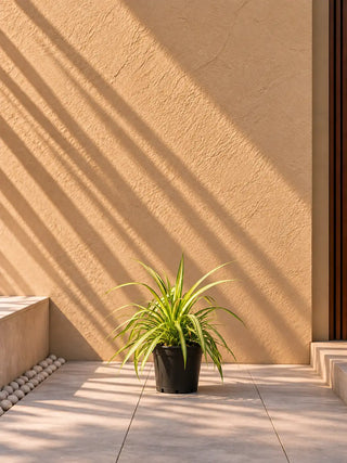 Pandanus - Spider Plant, product photo 1