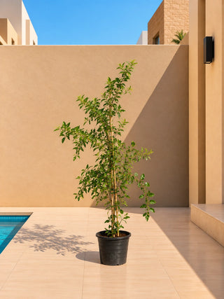 Pomegranate Tree, product photo 1