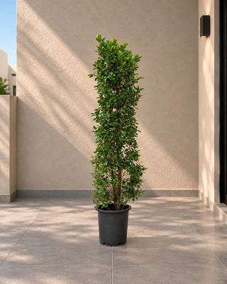 Ficus Cone, product photo 4