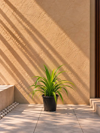Pandanus - Spider Plant, product photo 2
