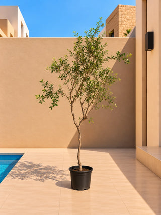 Pomegranate Tree, product photo 2