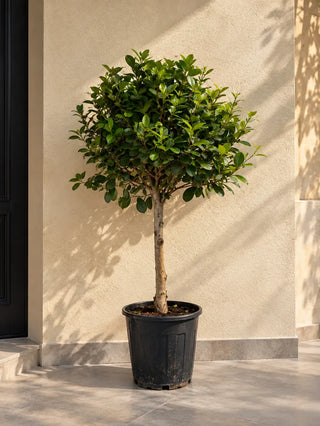 Ficus Single Head, product photo 2