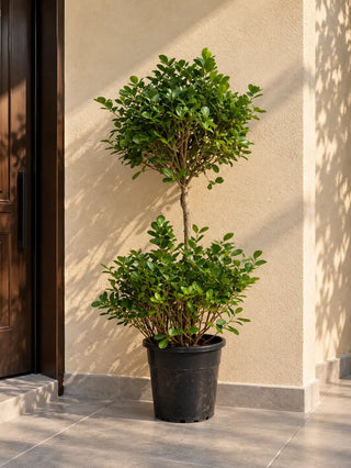 Ficus Double Head, product photo 4