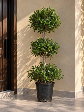 Ficus Triple Head, product photo 2