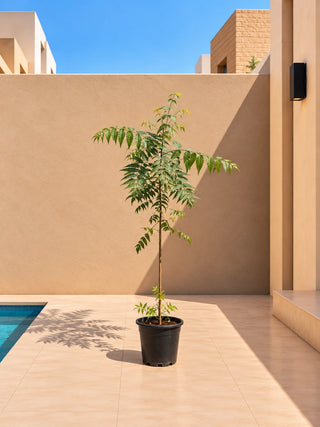Neem Tree, product photo 1