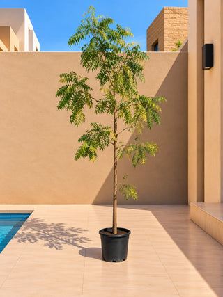 Neem Tree, product photo 2